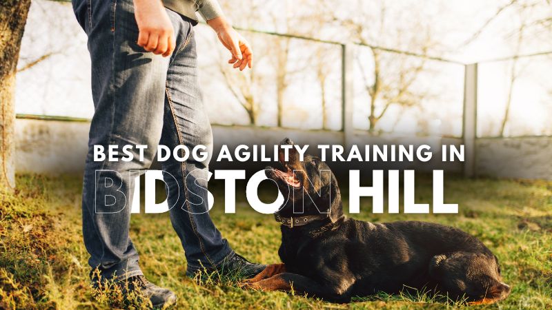 Best Dog Agility Training in Bidston Hill