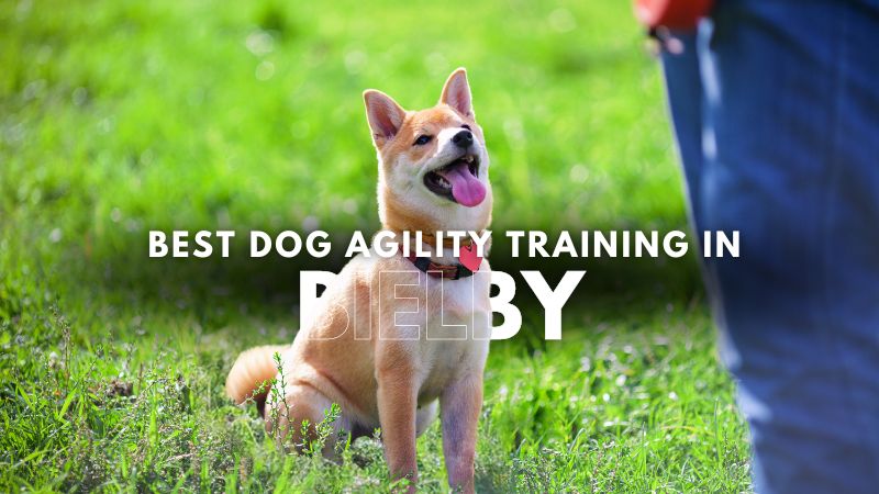 Best Dog Agility Training in Bielby