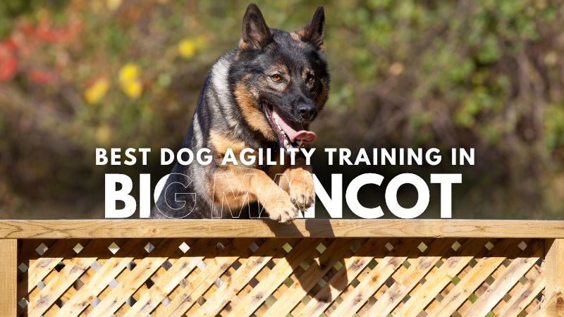 Best Dog Agility Training in Big Mancot