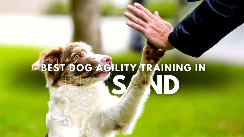Best Dog Agility Training in Big Sand