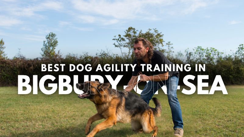 Best Dog Agility Training in Bigbury-on-Sea