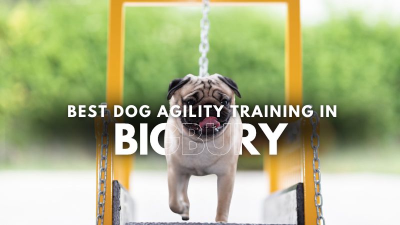 Best Dog Agility Training in Bigbury