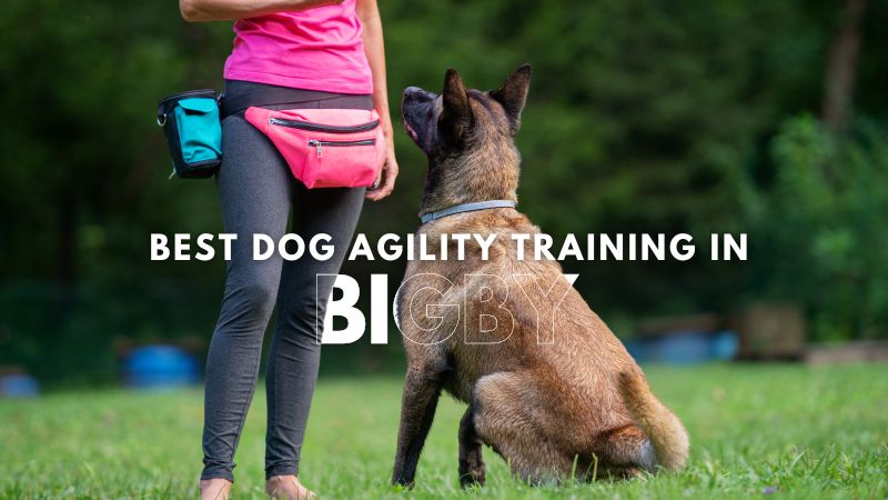 Best Dog Agility Training in Bigby