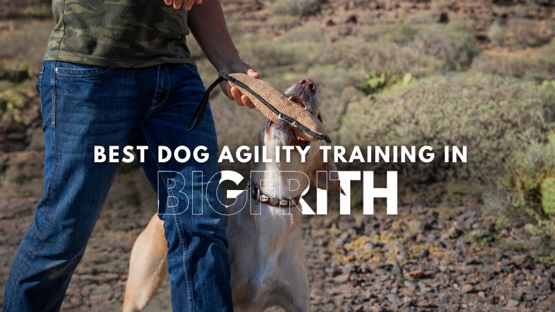 Best Dog Agility Training in Bigfrith