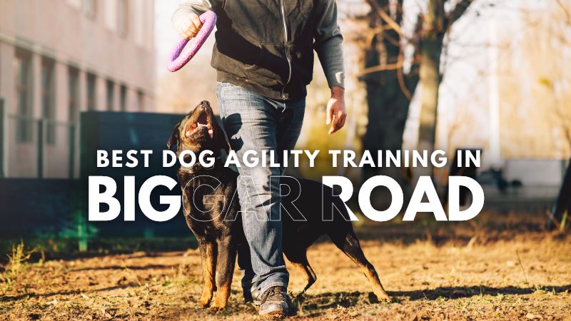 Best Dog Agility Training in Biggar Road