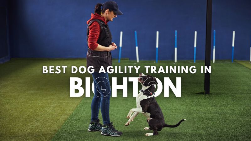 Best Dog Agility Training in Bighton