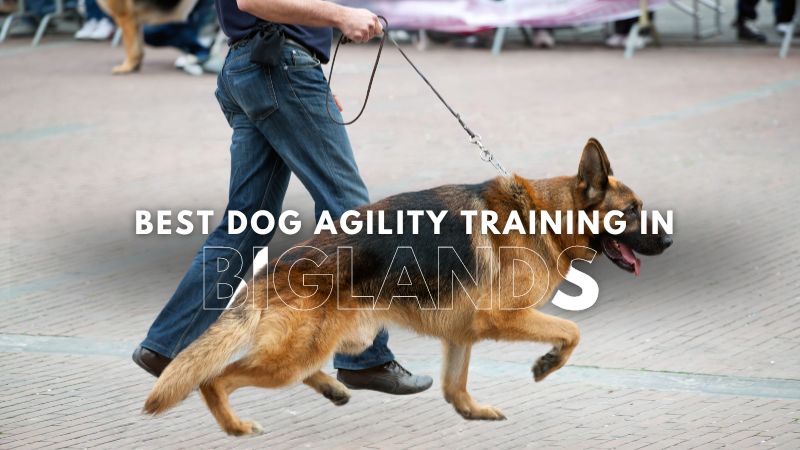 Best Dog Agility Training in Biglands