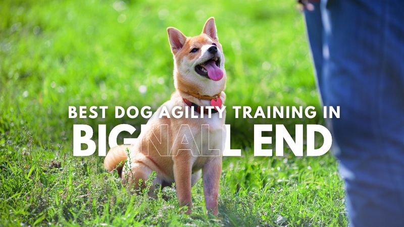 Best Dog Agility Training in Bignall End