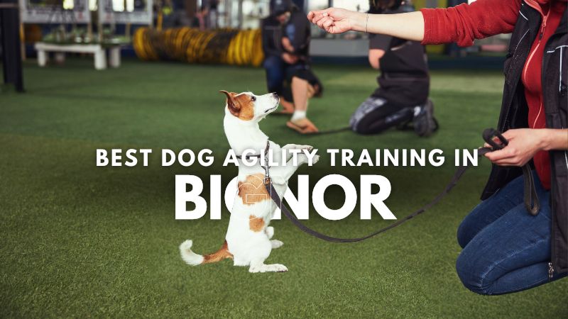 Best Dog Agility Training in Bignor