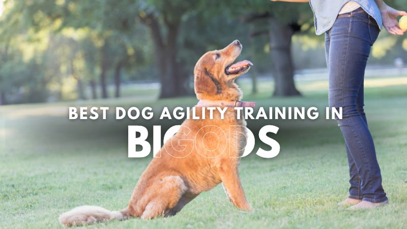 Best Dog Agility Training in Bigods