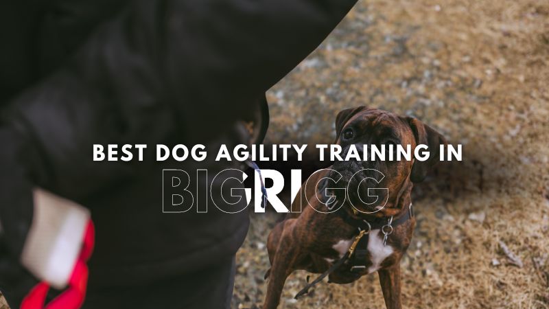 Best Dog Agility Training in Bigrigg