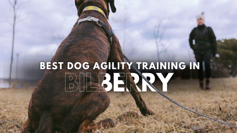 Best Dog Agility Training in Bilberry