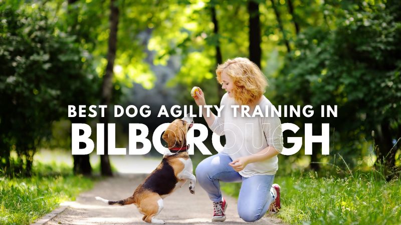 Best Dog Agility Training in Bilborough