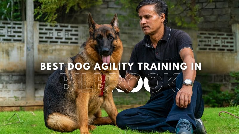 Best Dog Agility Training in Bilbrook