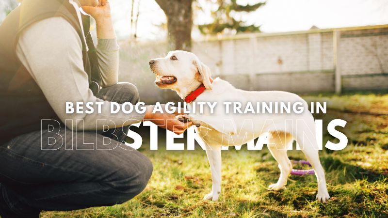 Best Dog Agility Training in Bilbster Mains