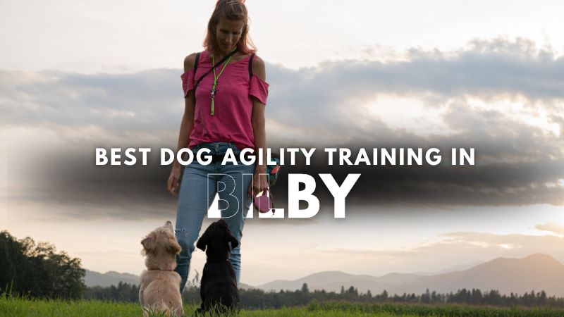 Best Dog Agility Training in Bilby