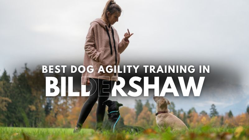 Best Dog Agility Training in Bildershaw