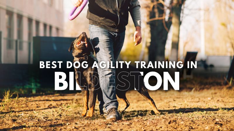 Best Dog Agility Training in Bildeston