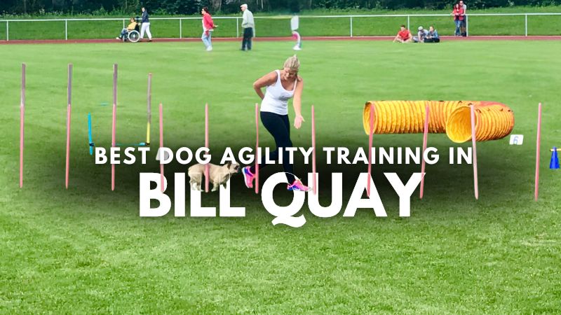 Best Dog Agility Training in Bill Quay