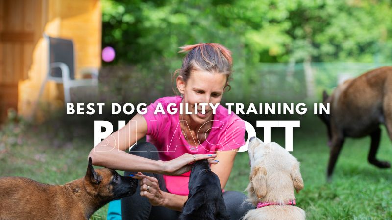 Best Dog Agility Training in Billacott