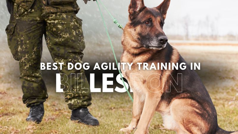 Best Dog Agility Training in Billesdon