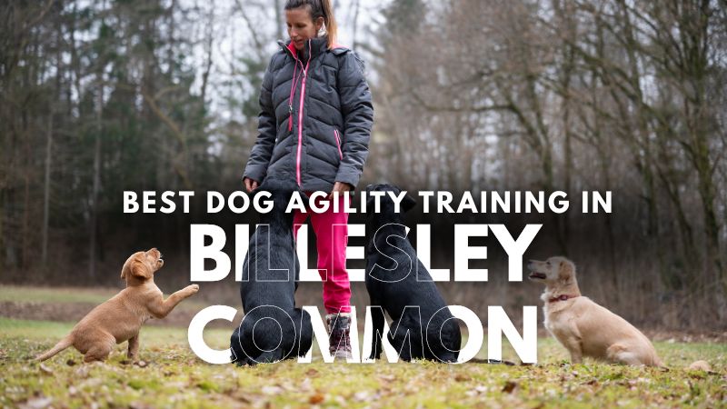 Best Dog Agility Training in Billesley Common