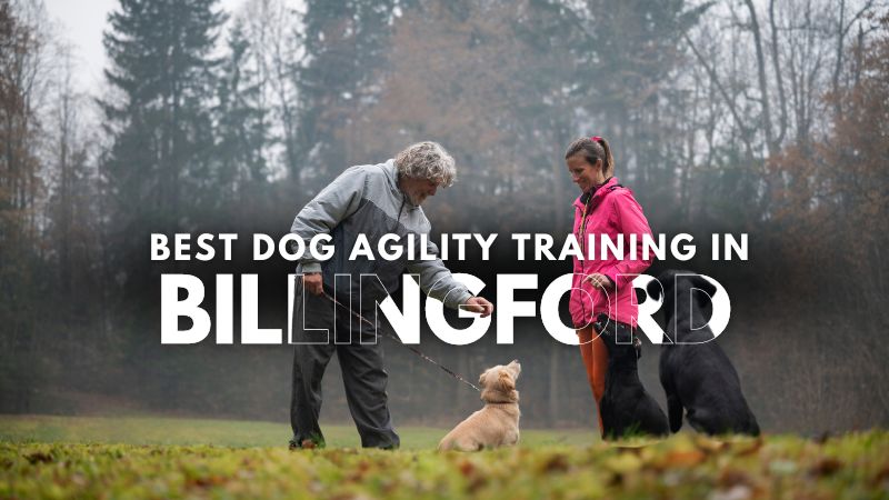 Best Dog Agility Training in Billingford