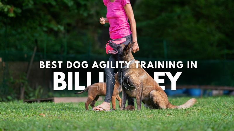 Best Dog Agility Training in Billingley