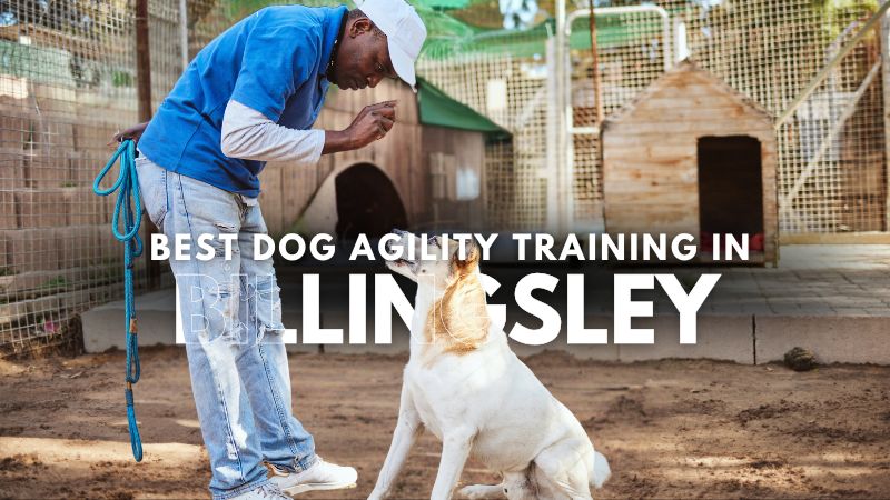 Best Dog Agility Training in Billingsley