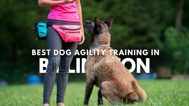 Best Dog Agility Training in Billington