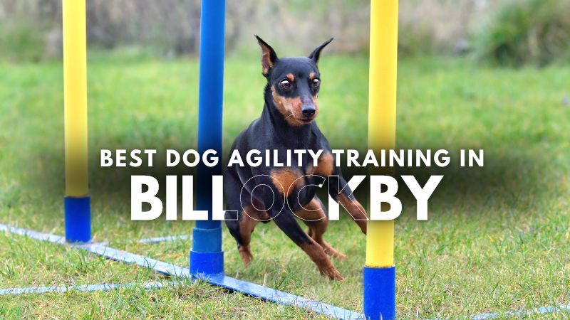 Best Dog Agility Training in Billockby