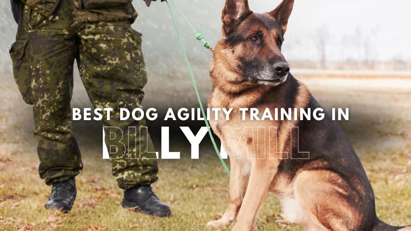 Best Dog Agility Training in Billy Mill