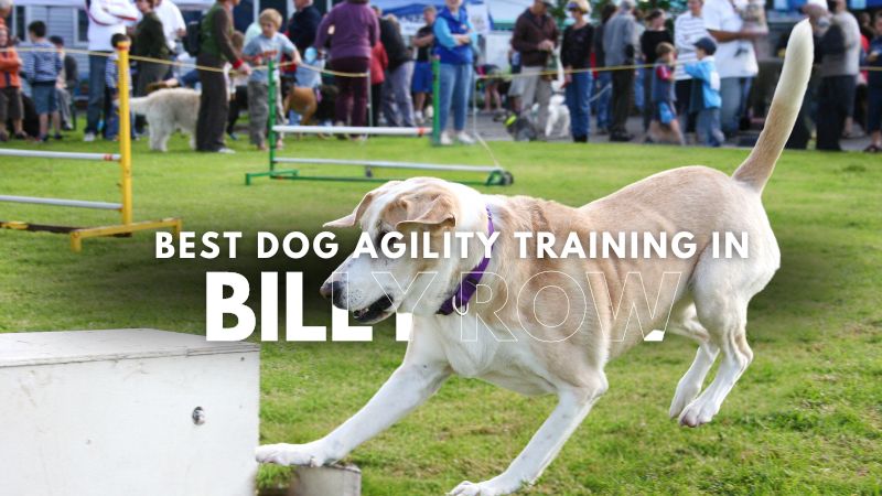 Best Dog Agility Training in Billy Row
