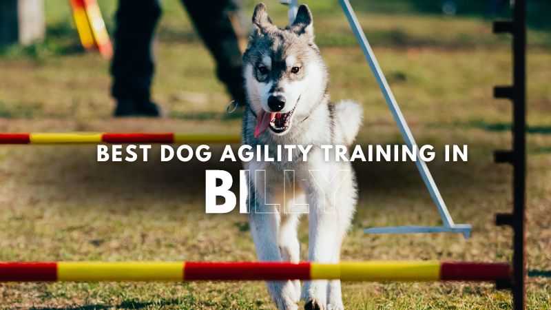 Best Dog Agility Training in Billy