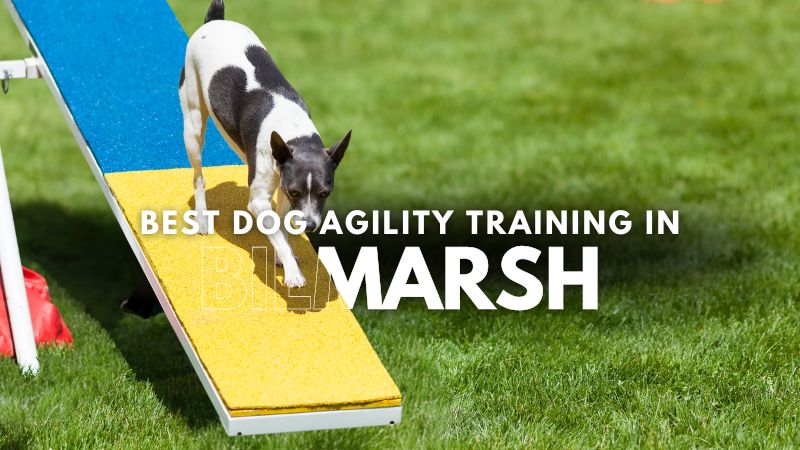 Best Dog Agility Training in Bilmarsh