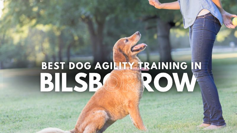 Best Dog Agility Training in Bilsborrow