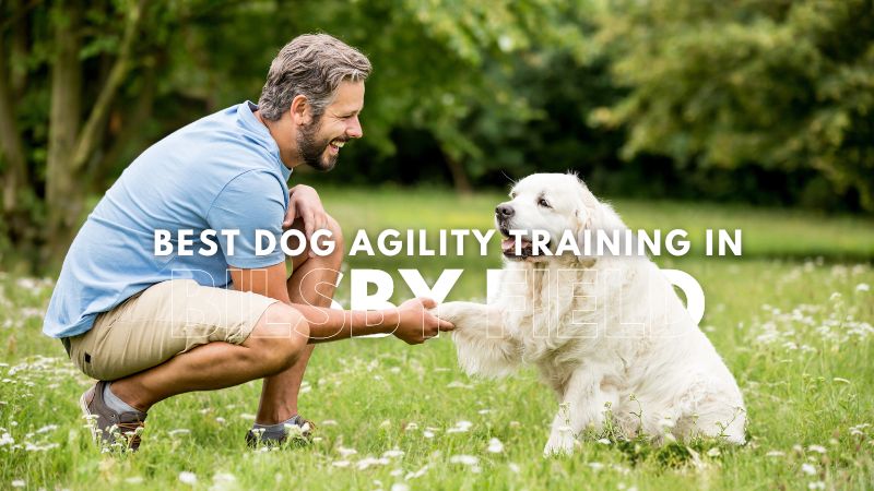 Best Dog Agility Training in Bilsby Field