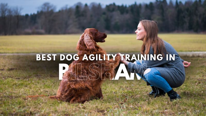 Best Dog Agility Training in Bilsham