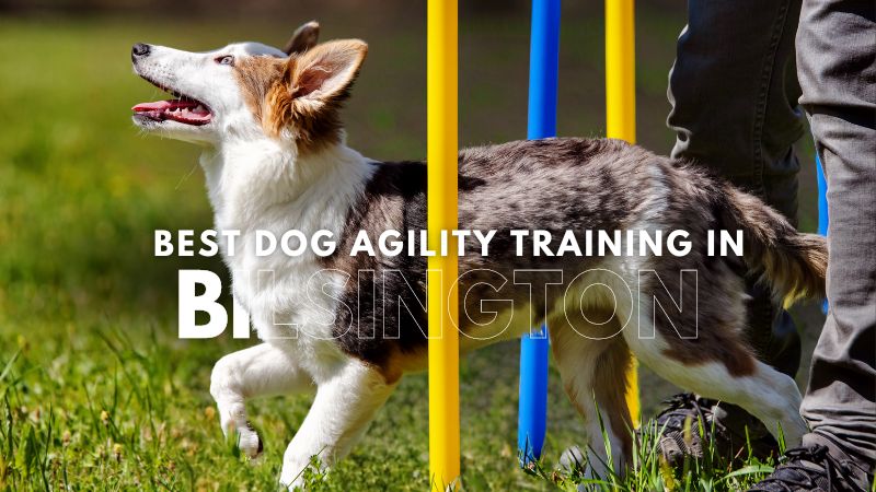 Best Dog Agility Training in Bilsington