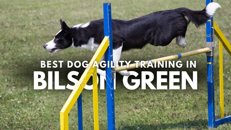 Best Dog Agility Training in Bilson Green