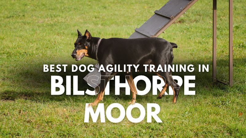 Best Dog Agility Training in Bilsthorpe Moor