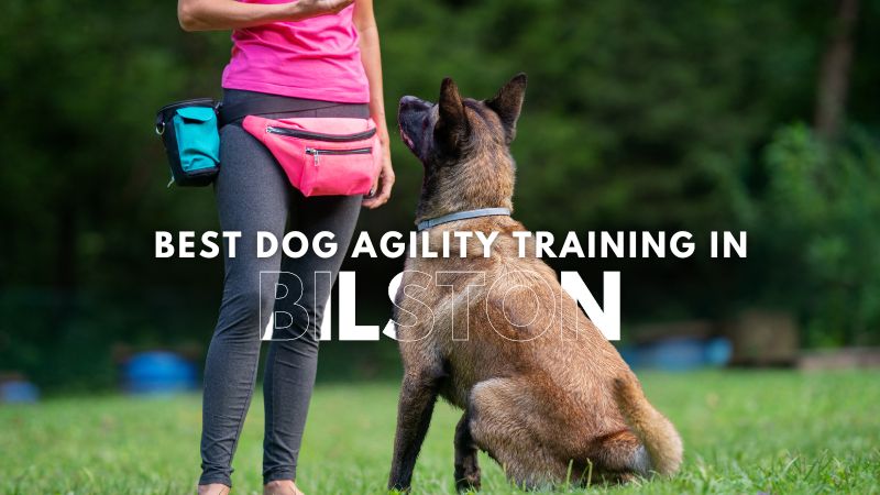 Best Dog Agility Training in Bilston