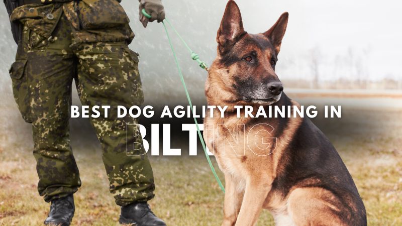 Best Dog Agility Training in Bilting