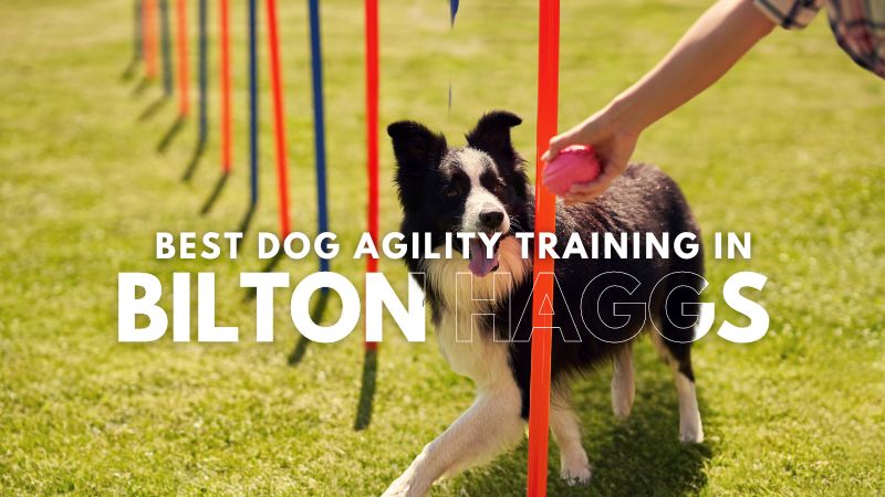 Best Dog Agility Training in Bilton Haggs