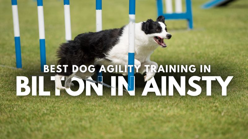 Best Dog Agility Training in Bilton in Ainsty