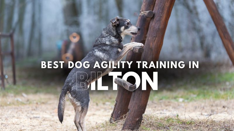 Best Dog Agility Training in Bilton