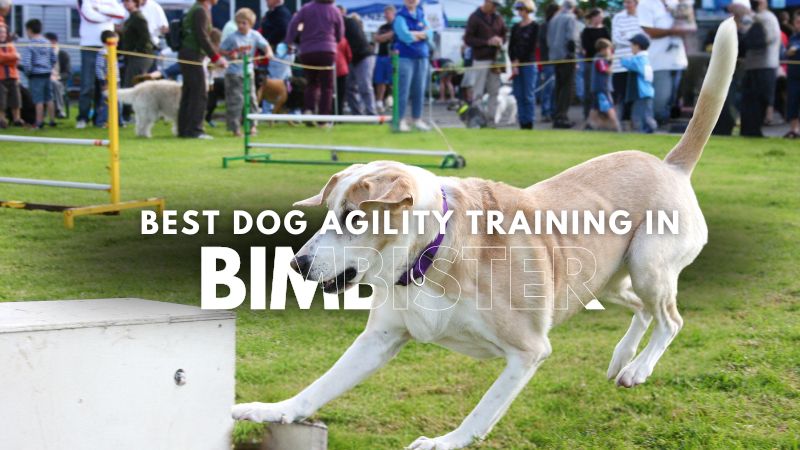 Best Dog Agility Training in Bimbister