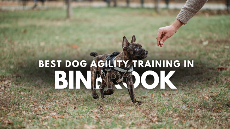 Best Dog Agility Training in Binbrook