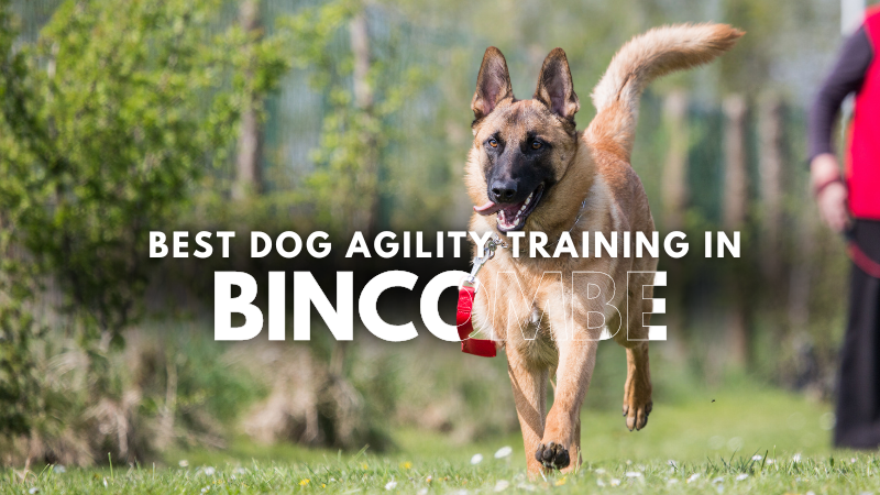 Best Dog Agility Training in Bincombe