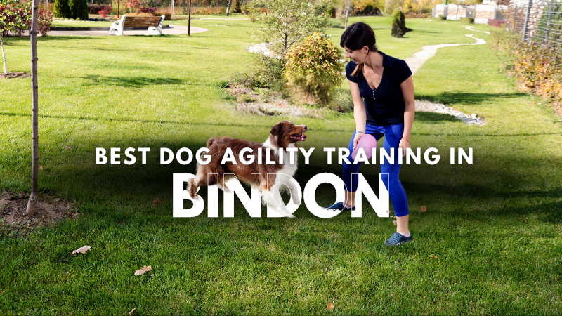 Best Dog Agility Training in Bindon